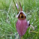 Serapias lingua Flor
