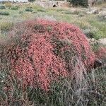 Ephedra distachya Gyümölcs