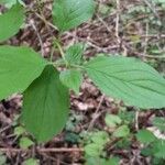 Cornus sanguineaLeaf