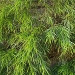 Acacia cognata Fuelha