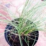 Carex comans Folha