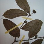 Forsteronia laurifolia अन्य