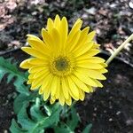 Gerbera jamesonii Flor