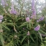 Vitex agnus-castusBlomst