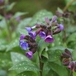 Pulmonaria affinis Квітка