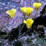 Calochortus aureus Blüte