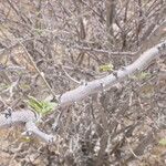 Vachellia hebeclada Лист