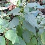 Teucrium vesicarium Staniste