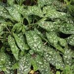 Pulmonaria saccharata ᱥᱟᱠᱟᱢ