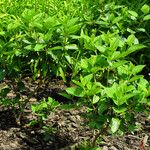 Hydrangea paniculata Лист