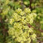 Peucedanum alsaticumBlüte