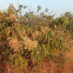 Terminalia paniculata Habitus