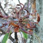Rhododendron uvariifolium Fruto