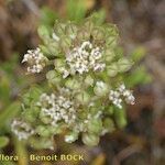 Iberis procumbens 花