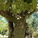 Ceiba insignis Φλοιός