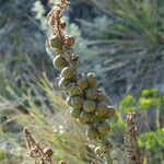 Asphodelus macrocarpus Habit