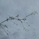 Galium pumilum Fleur