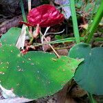 Begonia pavonina Blad