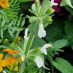 Salvia viridis Flower