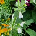 Salvia viridis Blomma