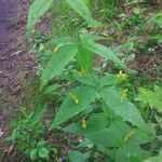 Lysimachia quadrifolia 葉