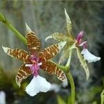 Oncidium hastilabium