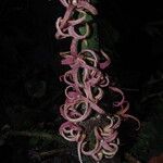 Uvariopsis bakeriana ᱵᱟᱦᱟ