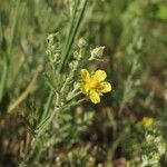 Potentilla inclinata Žiedas