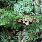 Adiantum capillus-veneris Hoja