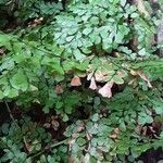 Adiantum capillus-veneris 葉