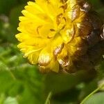 Trifolium badium Çiçek