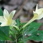 Barleria prionitis ফুল