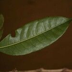 Amanoa guianensis Hoja