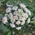 Heracleum sphondyliumVirág