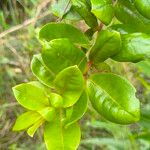 Psorospermum febrifugum Blatt