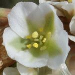 Polygonum raii Flower