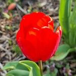 Tulipa agenensis Λουλούδι