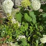 Hydrangea arborescensКветка