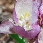 Calochortus greenei Õis