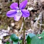 Viola riviniana Floare