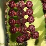 Euphorbia canariensis Fruit