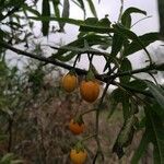Solanum laciniatum Frucht
