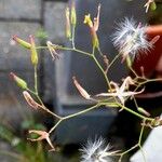 Lactuca muralis Fruit