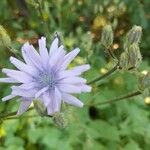 Lactuca macrophylla Fleur