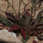 Limonium companyonis Likasa