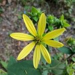 Coreopsis major Квітка