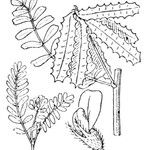 Astragalus pelecinus Sonstige