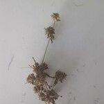Trifolium glomeratum Frutto