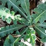 Lactuca virosa Leaf