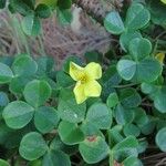 Oxalis megalorrhiza Květ